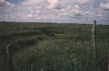 Prairie naturelle humide